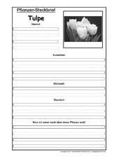 Pflanzensteckbrief-Tulpe-SW.pdf